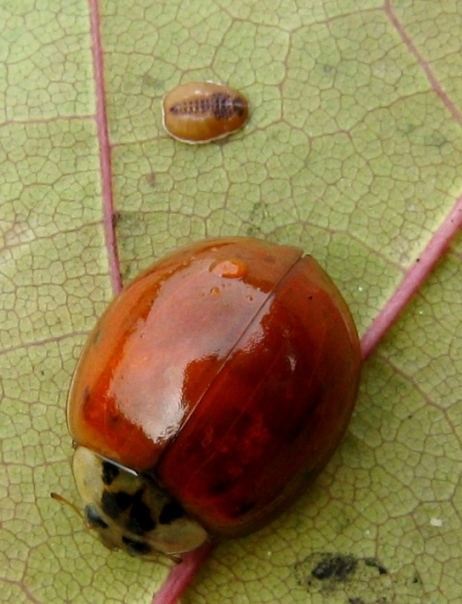 Coccinella e Sternorrhyncha: forse di psilla o di aleurodide